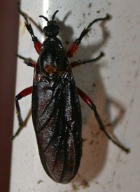 Bibio femoratus